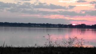 preview picture of video 'Hundreds of Tree Swallows at Sunset at Lake Ariana in Auburndale, FL'