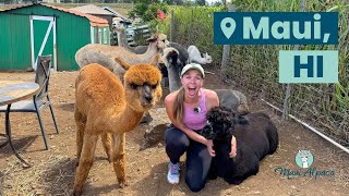 Cuddling with Alpacas & Angora Rabbits in Maui, Hawaii #unitedskeinsofamerica