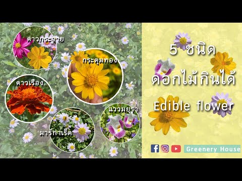 ดอกไม้กินได้ 5 ชนิด  5 edible flowers #edibleflowers #ดอกไม้ #ดอกไม้กินได้