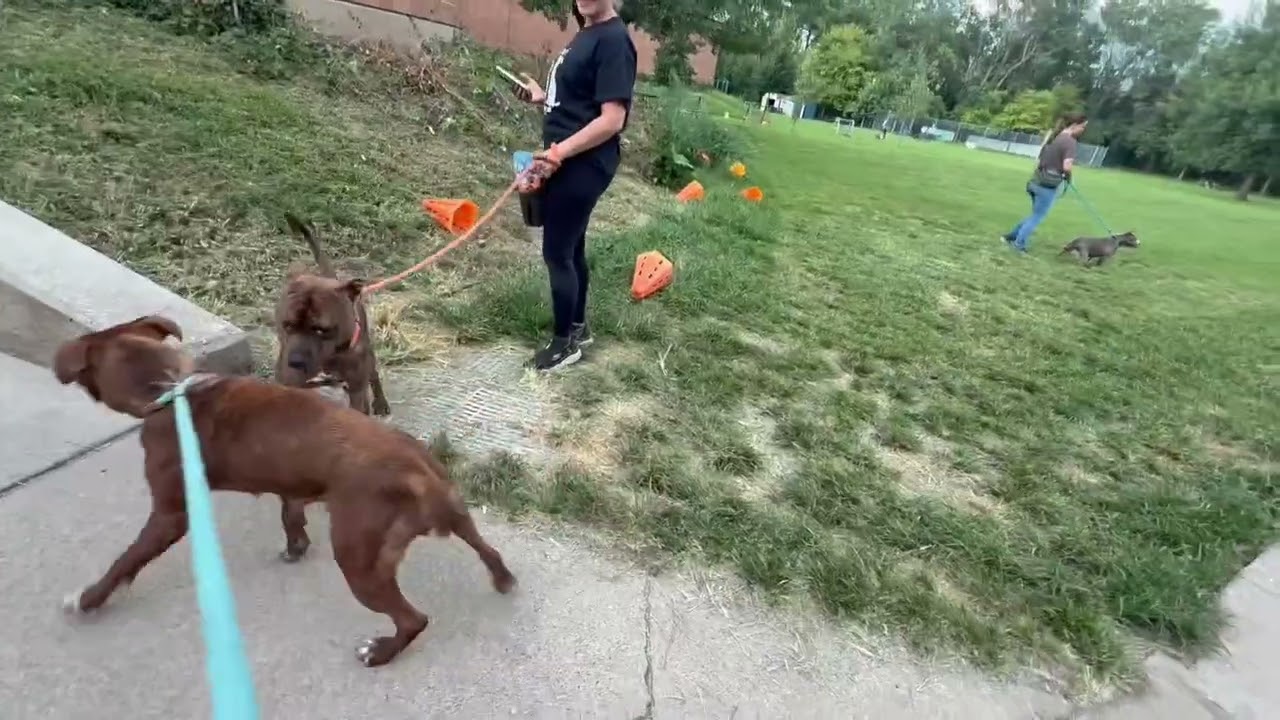 Donatello's Leash Test 3