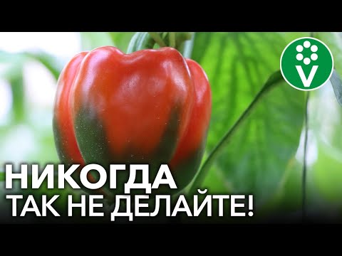 ПЕРЦЫ ВАМ ЭТОГО НЕ ПРОСТЯТ! 3 РОКОВЫЕ ОШИБКИ ПРИ ВЫРАЩИВАНИИ