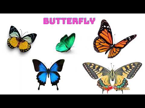 Insects for Children: Bees, Butterflies, Ladybugs, Ants and Flies for Kids - Play School Kids