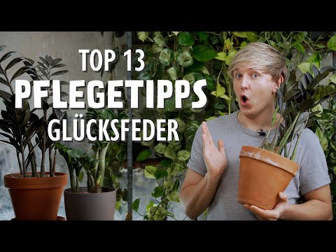 You MUST know these 13 care tips for your lucky bamboo! (Zamioculcas zamiifolia)