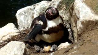 preview picture of video 'Das zweite Pinguinküken im Tierpark Sababurg schlüpft am 07.-08.Juli 2012'