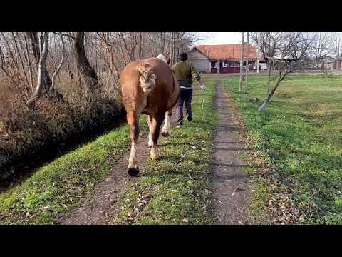 Iapa lui Marius de la Oradea-Bihor      (1)