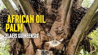 Download lagu African oil palm - Elaeis guineensis mp3