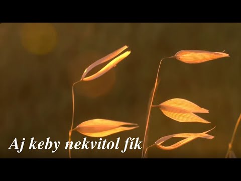 Aj keby nekvitol fík | Křesťanské písně
