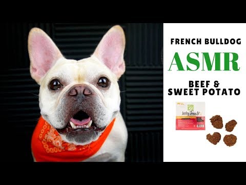 Dog ASMR: French Bulldog Eating Beef and Sweet Potato...