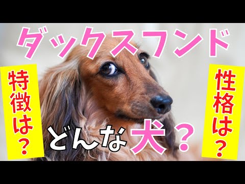 ダックスフントについて詳しく解説