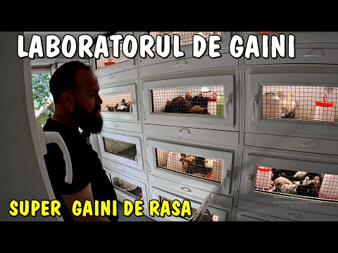 Country Life - The Chicken Laboratory in Botoșani - Hundreds of chickens from special breeds + ot...