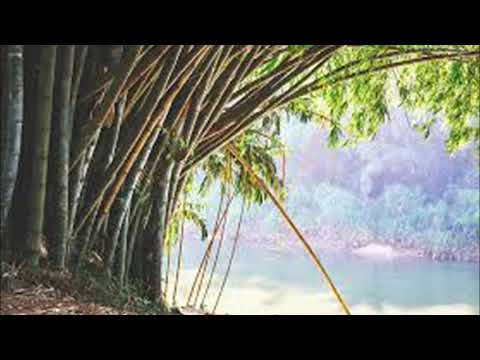 Anjaleen Gunathilaka..Una bata hewane unuhum vee apa(උණ බට හෙවණේ උණුහුම් වී අප පේරාදෙණි උයනේ)