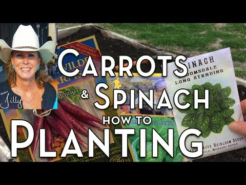 , title : 'Can You Plant Carrots and Spinach Together - Companion Planting Carrots and Spinach with Cabbage'