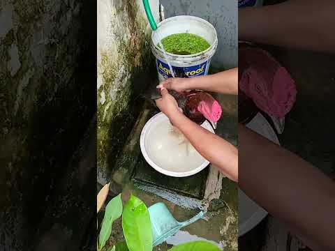 mandi basah #bangkoksuper #ayam #mantap