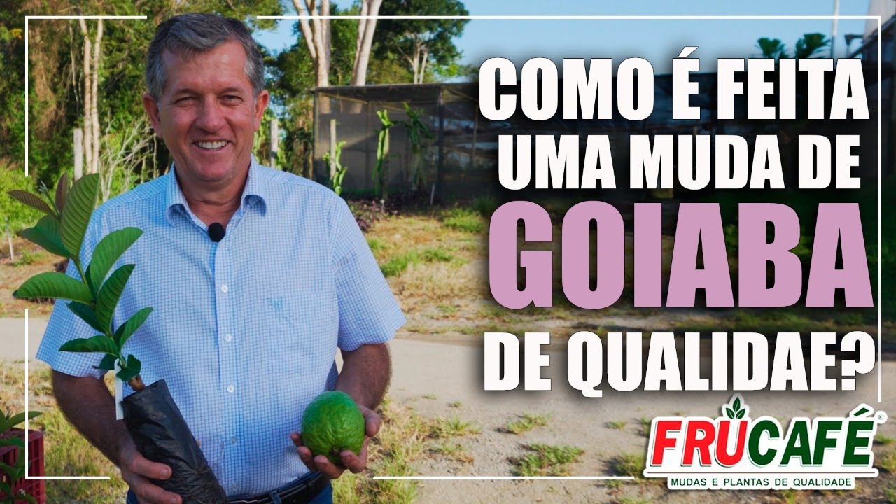 Como é Feita uma Muda de GOIABA de Qualidade?