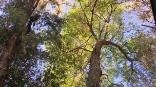 Summer Rain by Liam Bailey (cover that I did)