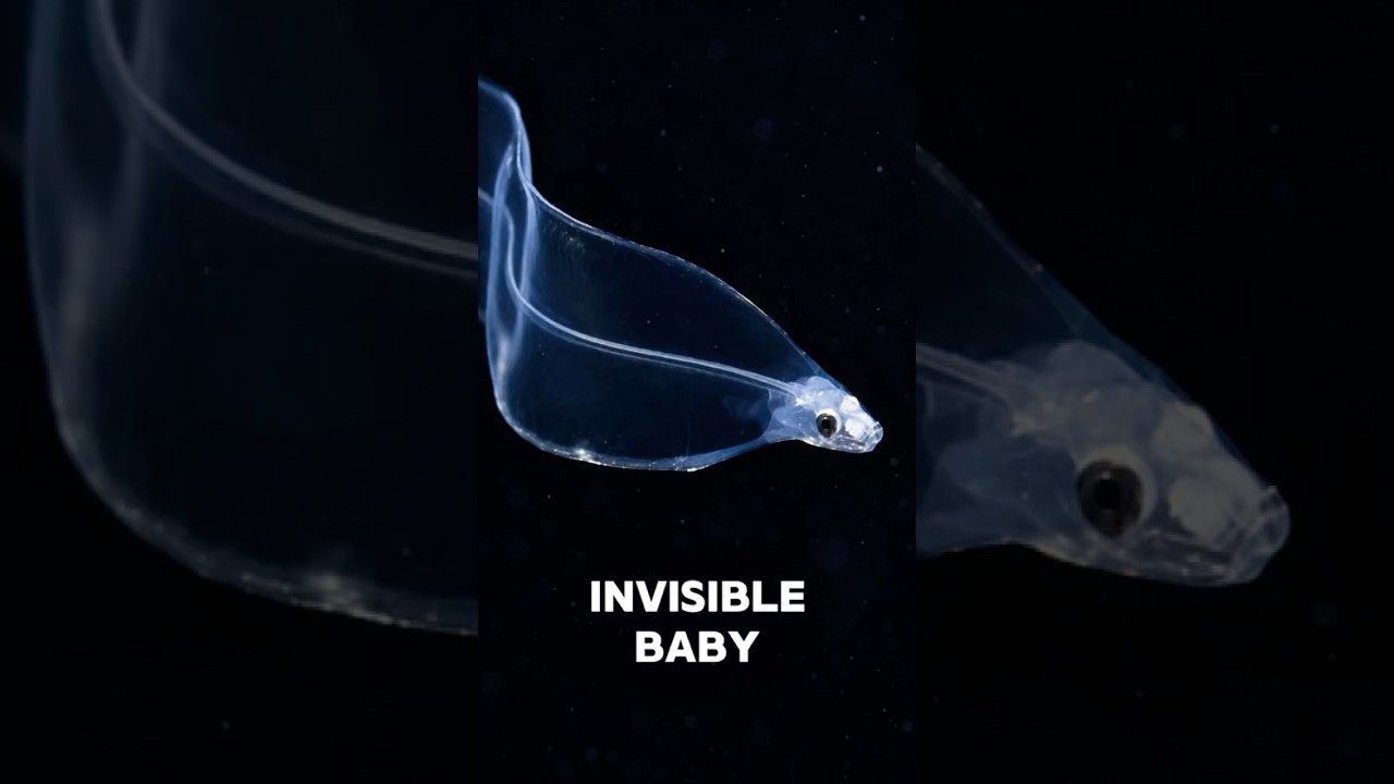 A Transparent Mystery Hidden in the Sea