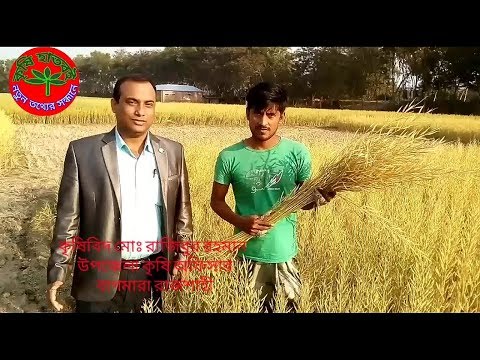 সরিষা চাষ: তিন-চারগুণ লাভ ২