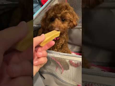 Tips for traveling with your dog on the plane🐾✈️ #puppy #dogmom #travelwithdog