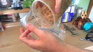 How To Prepare Fruit Flies for Feeding