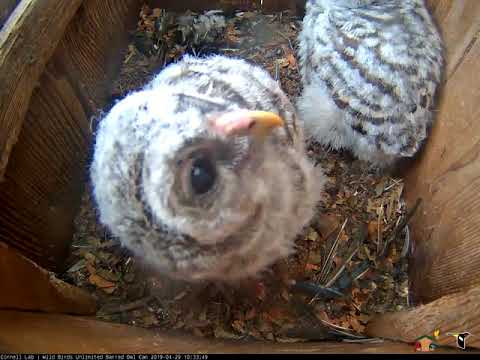 Owlets "Wingercize", Look At Camera | WBU Barred Owl Cam – April 29, 2019
