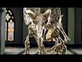 Playing Fetch With A Triceratops Scene NIGHT AT THE MUSEUM 3 2014 Movie Clip