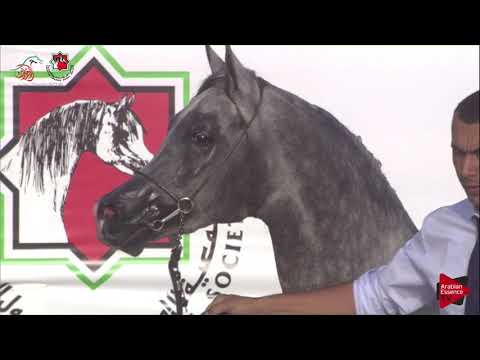 N 534 D SHERYAS   UAE Nationals 2019