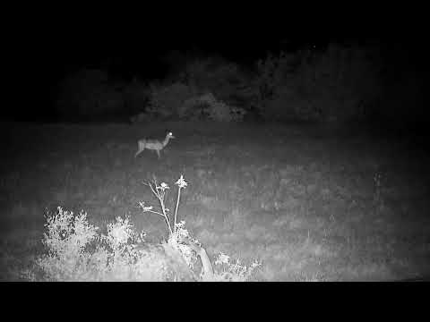 Djuma: Lone Impala female - 20:56 - 11/20/2022