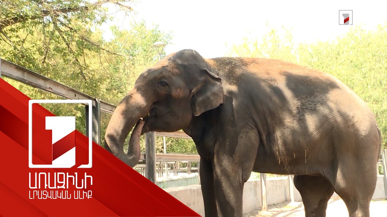 Բունկա փղի միայնությունը կենդանաբանական այգում փորձում են ծածկել խաղերով