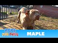 Abandoned Dog Was Starving For Love And Attention Senior