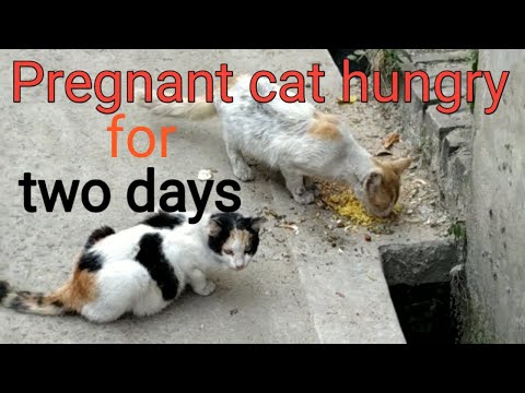 poor hungry cat//cat videos//cute cat videos /loving animals