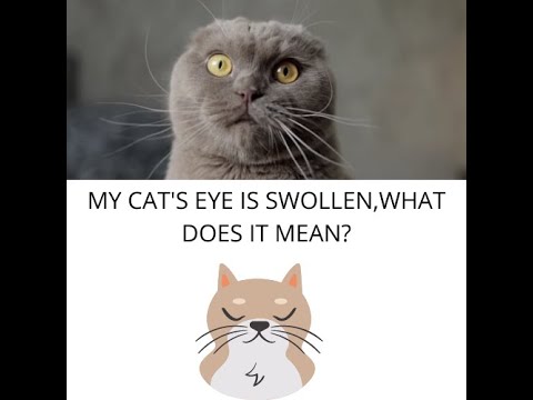 ARE YOUR CAT'S EYES SWOLLEN, VETERICYN CAN HELP