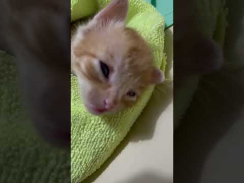 Rescued Kitten..his back to life