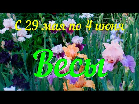 ВЕСЫ ♎️Неделя с 29 мая по 4 июня.