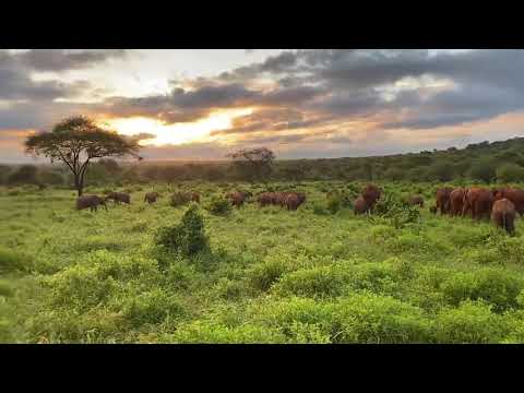 Epic video of majestic Elephants in Kenya