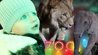 🦁 TODDLER AMAZED BY COMBINATION OF ZOO ANIMALS AND CHRISTMAS LIGHTS 🐘
