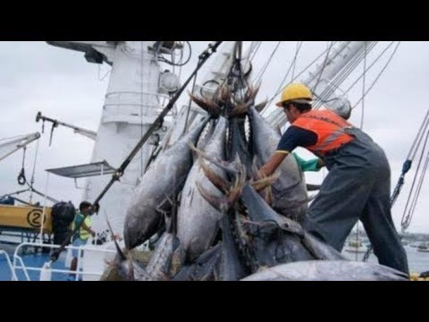Amazing Fast Tuna Fishing Skill, Catching Big Fish in the deep sea