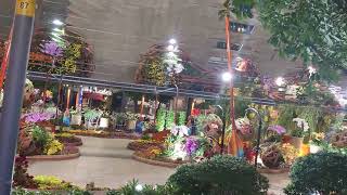 ĐƯỜNG HOA NGUYỄN HUỆ TPHCM #HOA #TPHCM #NGUYENHUE