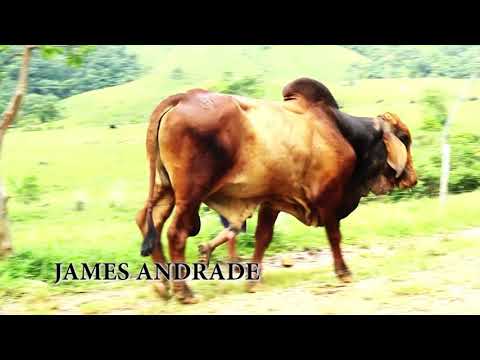 Finquero caqueteño james andrade