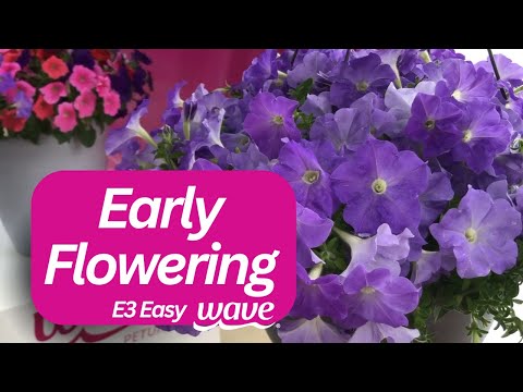 Perk up your spring patio with E3 Easy Wave Petunia