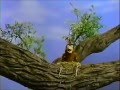 Sesame Street Monsterpiece Theater One Flew Over The Cuckoo S Nest