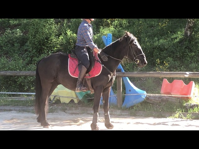 Hongre M&eacute;rens dress&eacute; sous la selle
