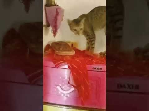 sellak Karaya 👍👍😎😎 chuti manika