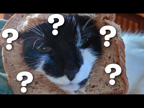 Why do cats 