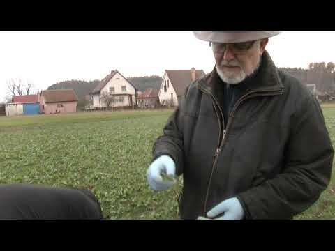 Meziřádkové plodiny v pšenici - Statek Bureš - Jindřich Šmöger - 21.11.201