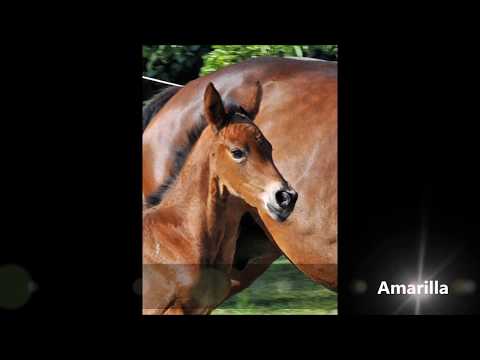 Amarilla 2017 - SF von Lord Loxley I / Diamond Hit