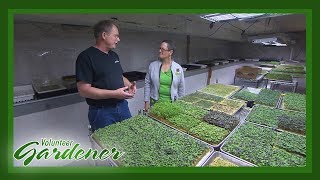 Microgreens - A Basement Farm | Volunteer Gardener