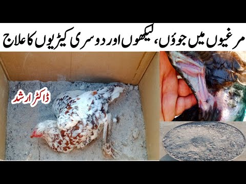 Chicken Mites & Lice Treatment with Dr. ARSHAD