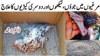 Chicken Mites & Lice Treatment with Dr. ARSHAD