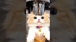 Download lagu very cute cat, adorable, wow wow 🥰🥰🥰❤️❤️❤️🐈🐈🐈😁#shorts mp3