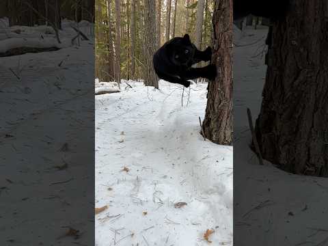 Luna the jumping panther 😂